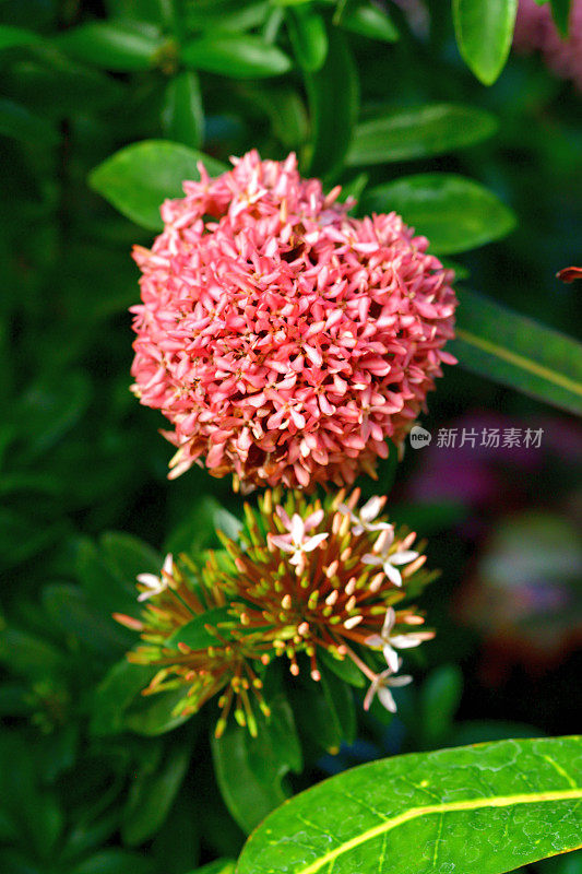 Ixora coccinea /森林之火/丛林之火